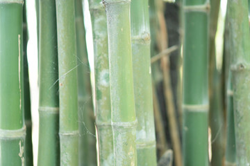 Fototapeta premium Green bamboo background