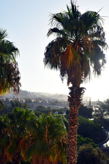 Palm - Gran Canaria