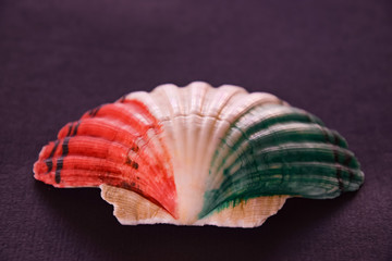 seashell in the colors of the italian flag, isolated on blue background