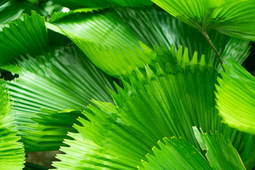Beautiful green leaf background