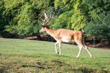 The young fallow-deer wandered on the meadow