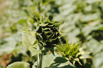 bouton tournesol