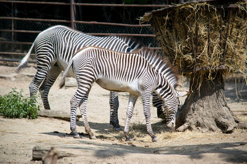 Fototapeta na wymiar Striped zebra from the zoo
