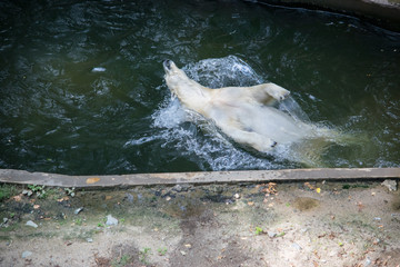 The polar bear jumped back into the water