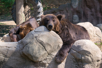 Brown bears resting on a rock