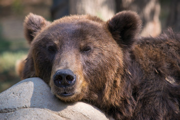 Obraz na płótnie Canvas Brown bears resting on a rock