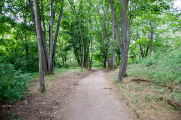 Journey in the spring green forest - Brno, Czech Republic