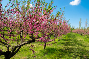 Spring flowering trees in orchard