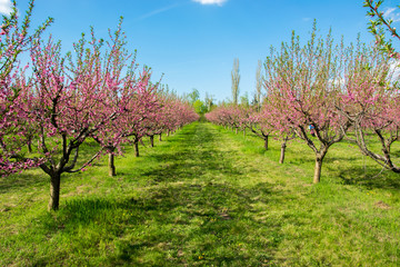 Spring flowering trees in orchard
