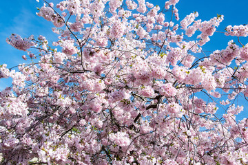 Pink almond blossoms in spring - Brno, Czech Republic