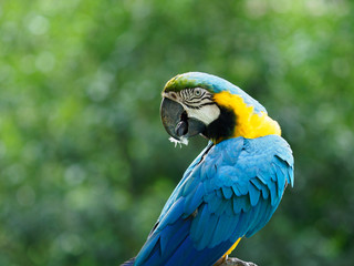 美しい色彩のコンゴウインコ