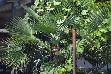 Fototapeta na wymiar palm tree on island of madeira