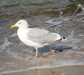 Fototapeta premium Möwe am Strand, Strandurlaub 