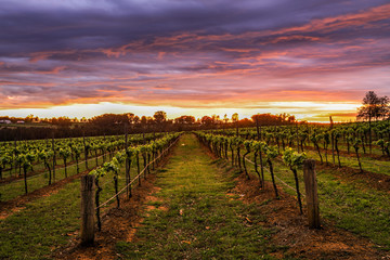 Colourful sunrise over vineyard and grapevines
