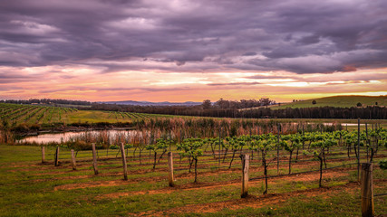 Fototapeta na wymiar Colourful sunrise over vineyard and grapevines