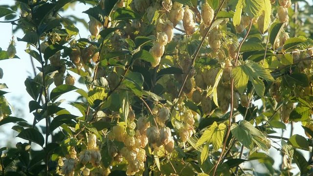 Humulus lupulus hops growing