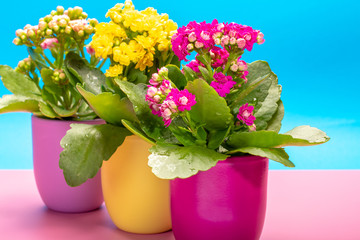 Three colors pots with thee colors medical houseplants kalanchoe with flowers close up on trendy pink and blue background, bright colors concept