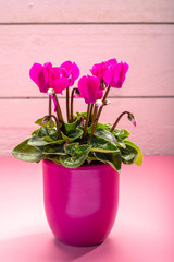 One pink cyclamen plant with flowers in pink pot on trendy pink background, copy space, close up, minimal colors concept