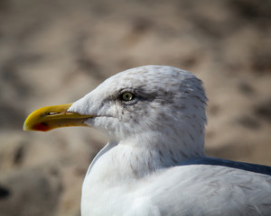 Möwe am Strand, Strandurlaub 