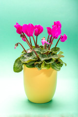 One pink cyclamen plant with flowers in yellow pot on trendy green background, copy space, close up, minimal colors concept