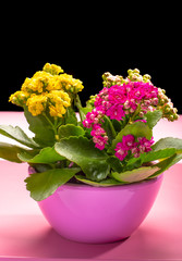 Medical houseplant kalanchoe with colorful flowers close up on trendy pink background
