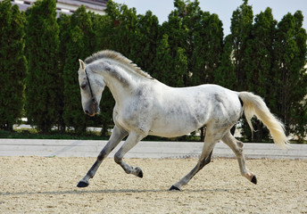 Andalusian horse galloping near the stable at the rest