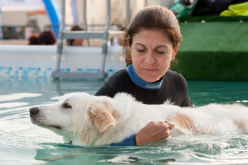 Dog trainer at the swimming pool, teaching the dog to swim.