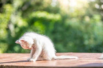White kitten in the grass on blurred background at morning