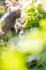 Gray kitten in the grass on blurred background at morning. Beautiful bokeh