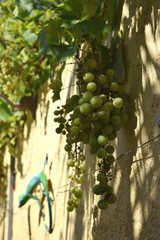 Uva verde 