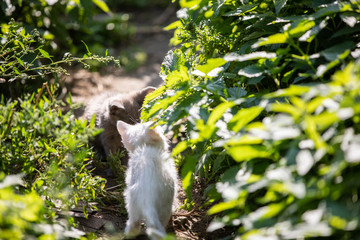 Two funny kittens in the grass on blurred background at morning. Beautiful bokeh