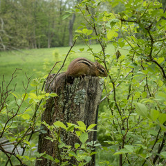 Little Chipmunk Hiding on a Fence Post