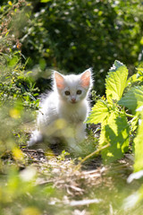White kitten in the grass on blurred background at morning. Beautiful bokeh