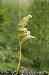 Little Fern Unfurling
