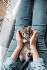 Gray kitten lies on the lap of a girl
