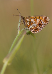 butterfly on flower