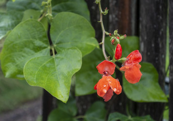 Bright Red Orange Runner Bean Blossoms