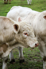 Naklejka na ściany i meble Rind, Rinder, Kuh, Kühe auf der Weide, Koppel 