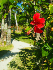 沖縄の夏ハイビスカス