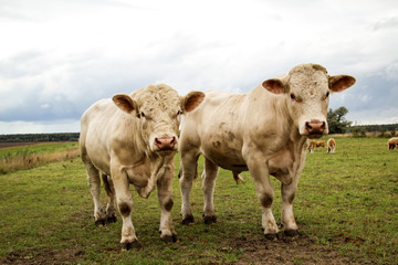 Rind, Rinder, Kuh, Kühe auf der Weide, Koppel 