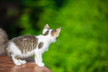Naklejka na ściany i meble Striped small kitten on blurred green background at morning