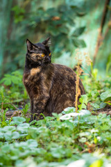 Striped fluffy cat in the grass on blurred background at morning. Beautiful bokeh