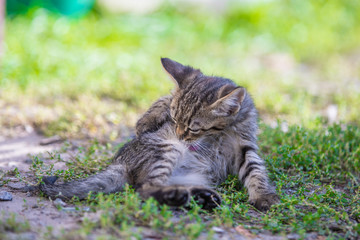 Obraz premium Little kitten lies in the backyard in the morning. Beautiful bokeh