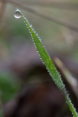 dew on grass