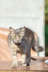 Obraz premium Gray fluffy cat on a green blurry background. Funny cat