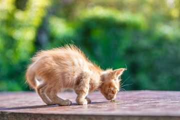 Red little kitten in the morning light. Green blurry background