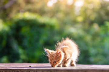 Red little kitten in the morning light. Green blurry background