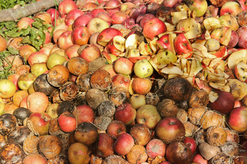 Rotten apples. Background