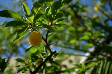 Ciruela amarilla jugosa fresca en las ramas verdes de la huerta