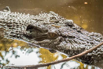 Close up of crocodile head in river
